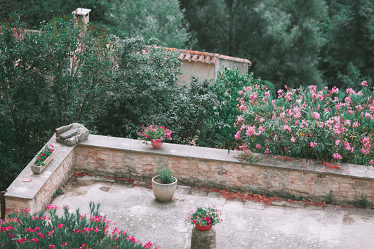 Flores para un jardín amigable con las abejas